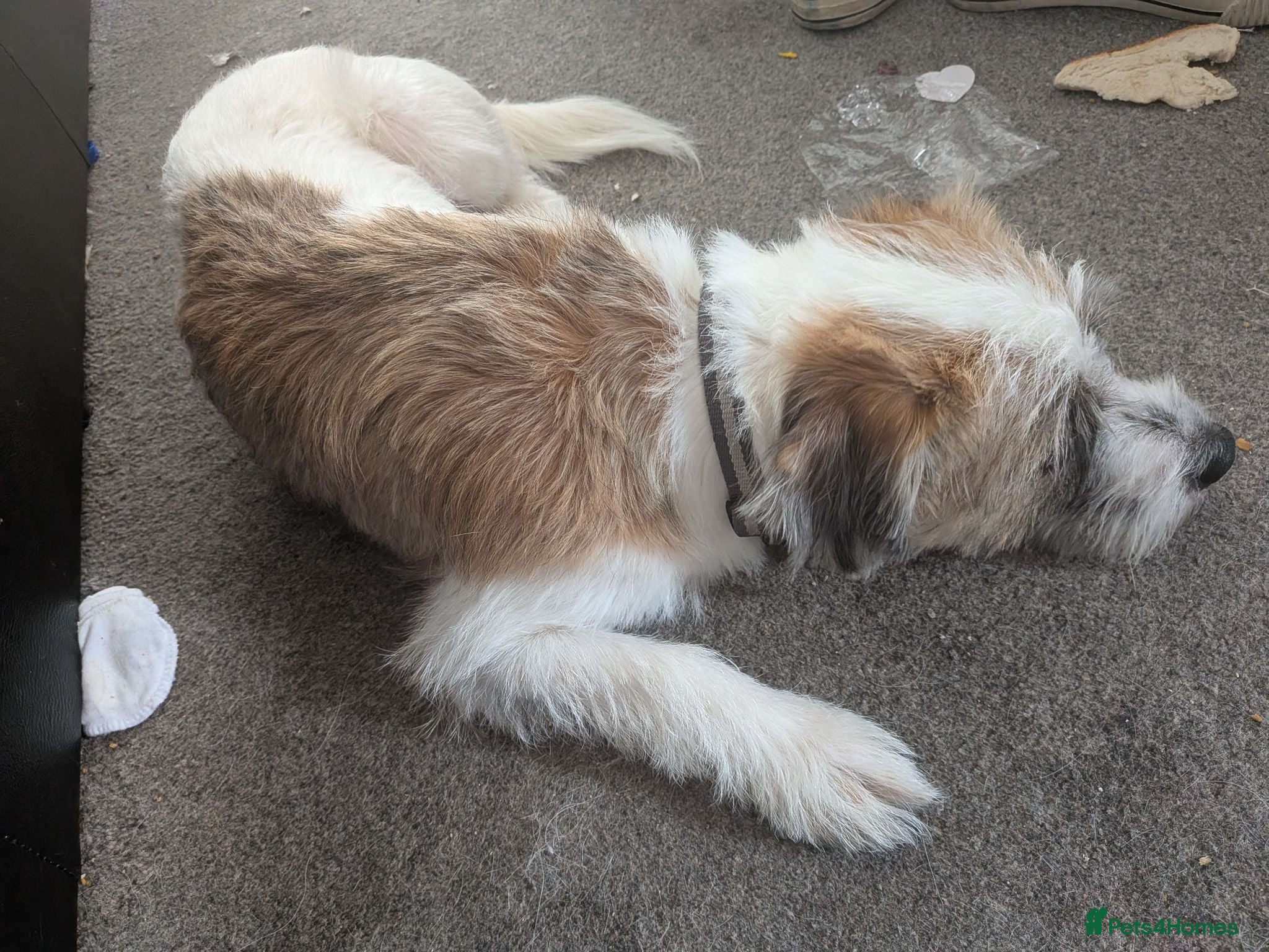 Mixed Breed dogs Jack Russell cross 9 months old - Advert 6