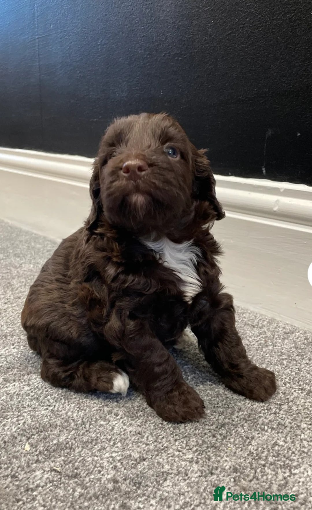 Cockapoo dogs for sale: Cockerpoos  - Image 3