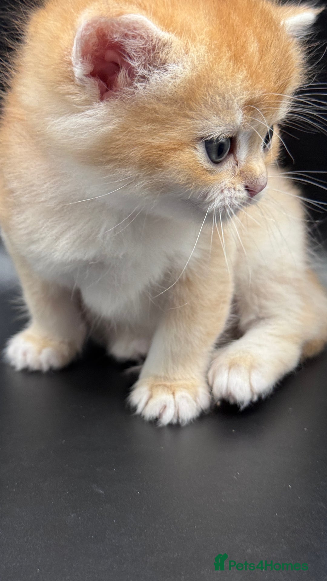 British Shorthair cats for sale: GCCF BSH GOLDEN BLACK TIPPED NY12 KITTENS - Image 8