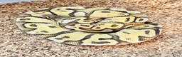 Python Snake reptiles for sale: Royal ball python  - Advert 4