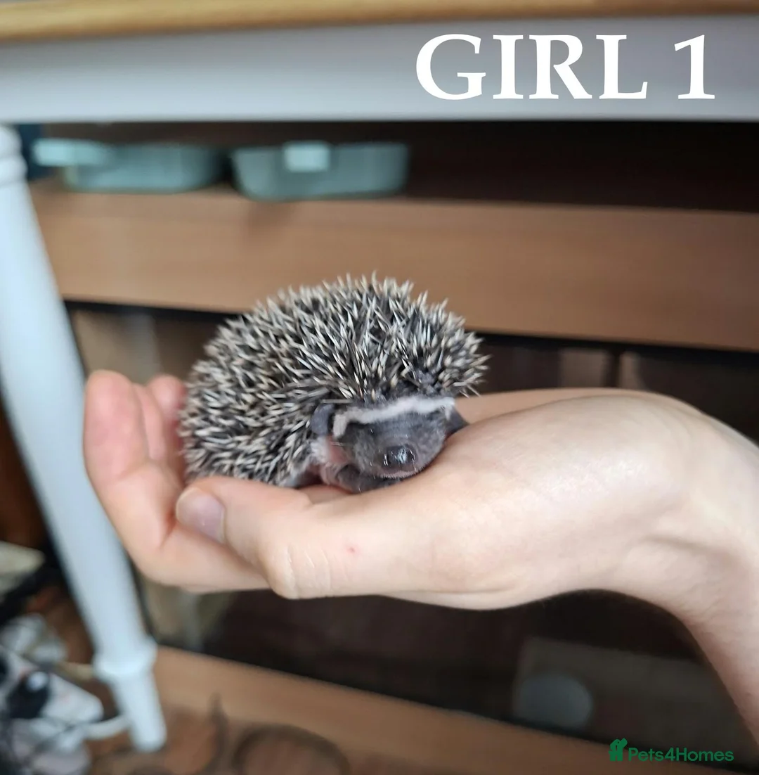 Pygmy Hedgehog rodents for sale: Pygmy hedgehogs, one boy two girls - Advert 2