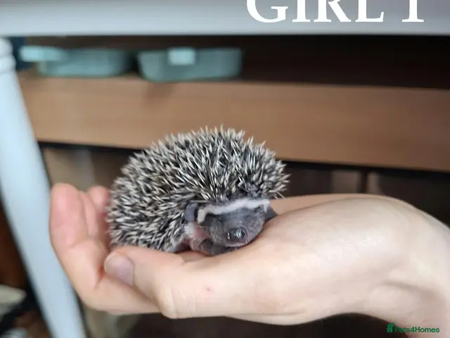 Pygmy Hedgehog rodents for sale: Pygmy hedgehogs, one boy two girls - Advert 2