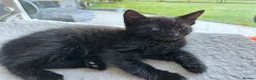 Mixed Breed cats for sale: Ready 4 days black boy kitten Siamese ragdoll mix  - Advert 4