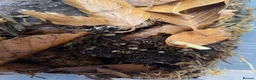 Isopods invertebrates for sale: Isopods  - Advert 2
