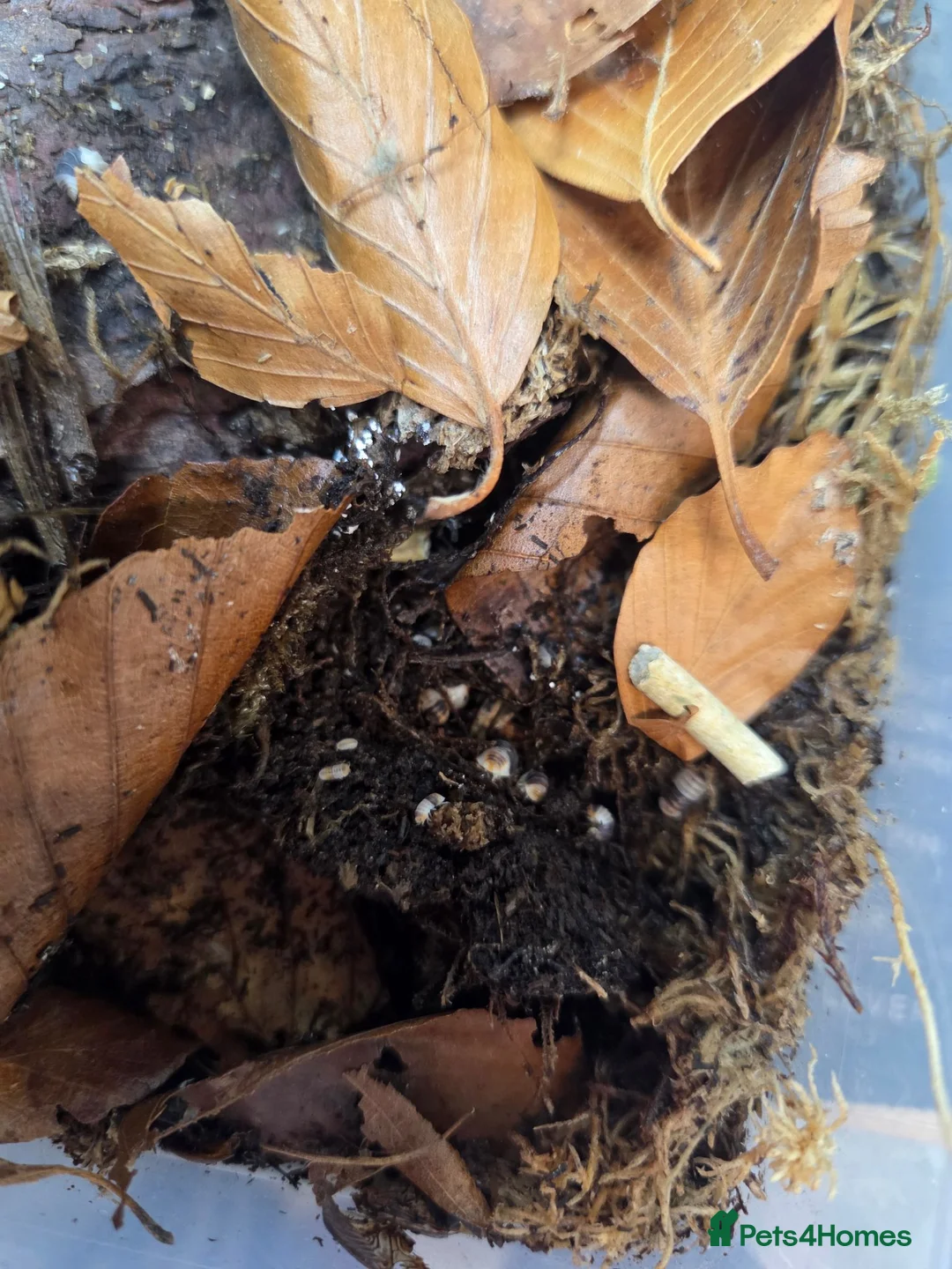 Isopods invertebrates for sale: Isopods  - Advert 2