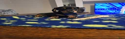 Dachshund dogs for sale: Beautiful short hair dachshund puppies in Bournemouth - Advert 7
