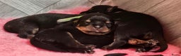 Rottweiler dogs for sale: Suberbly bred pedigree rottweiler puppies  - Advert 4