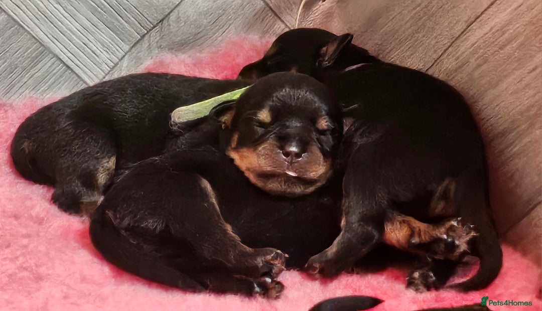 Rottweiler dogs for sale: Suberbly bred pedigree rottweiler puppies  - Advert 4