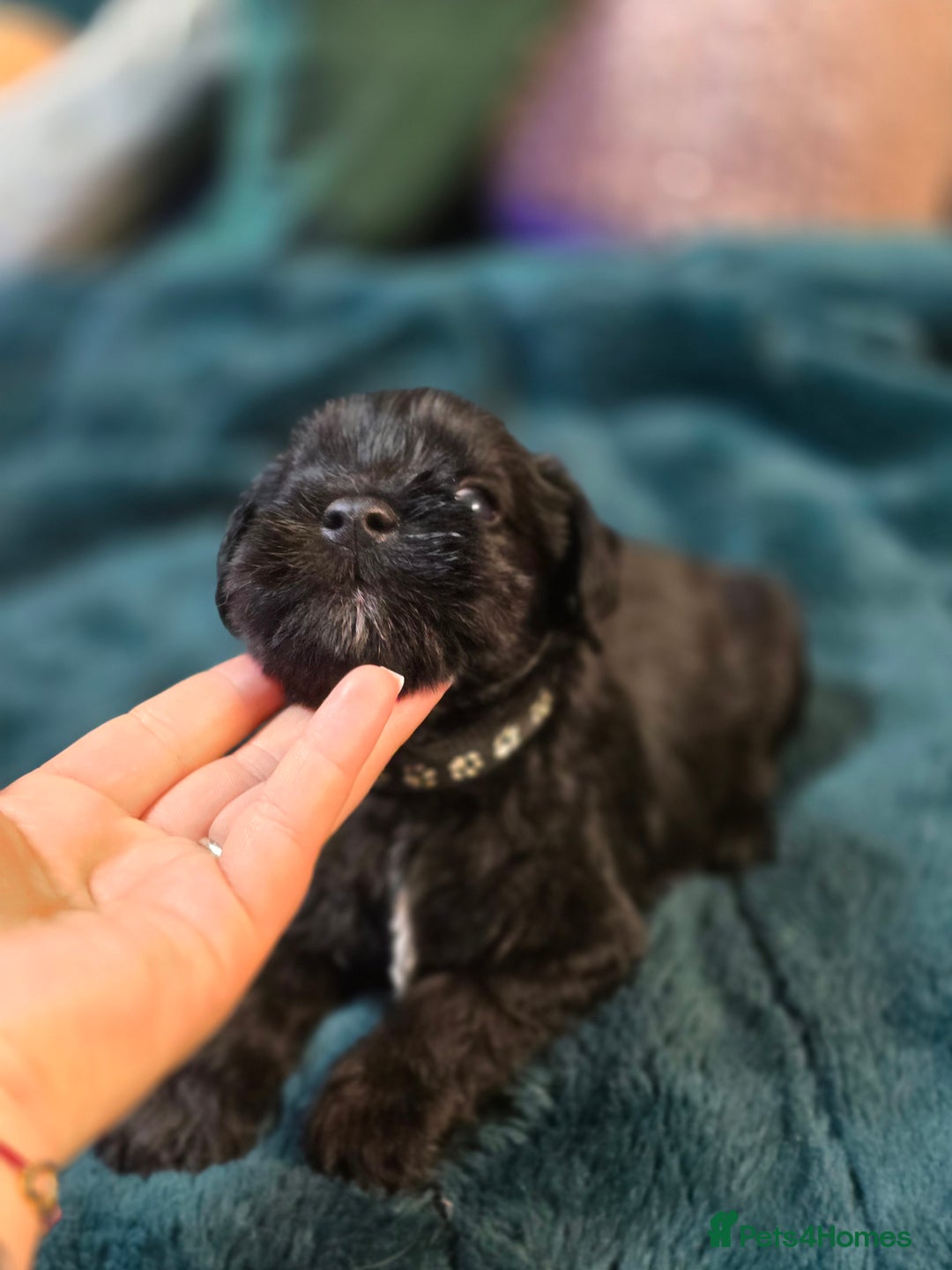 Miniature Schnauzer dogs for sale: 3 puppys left -KC - Miniature Schnauzer Puppies - Image 20
