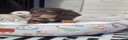 Miniature Dachshund dogs for sale:  Chocolate long hair dapples  - Advert 11