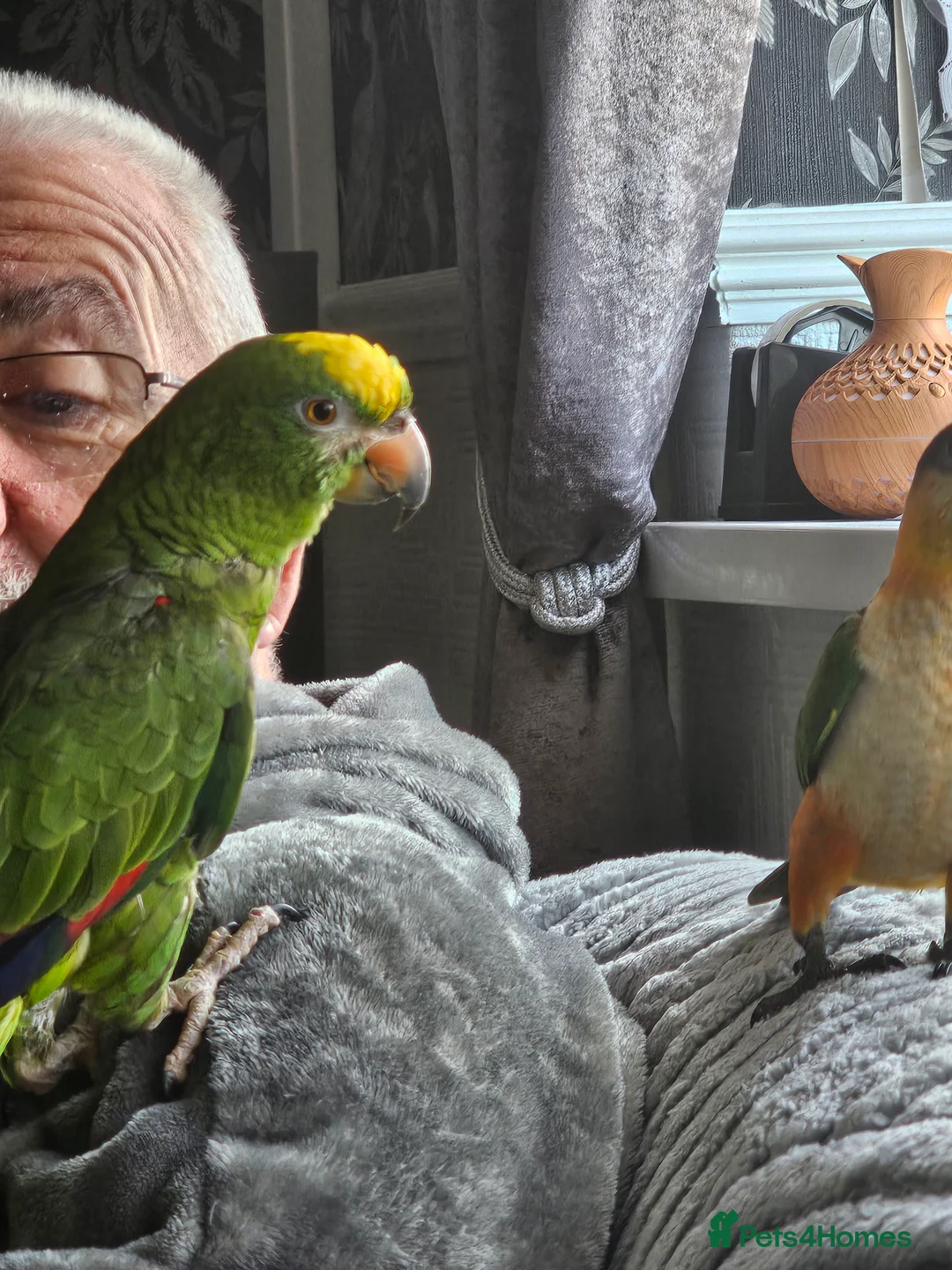 Parrots birds for sale: Yellow head amazon - Advert 5