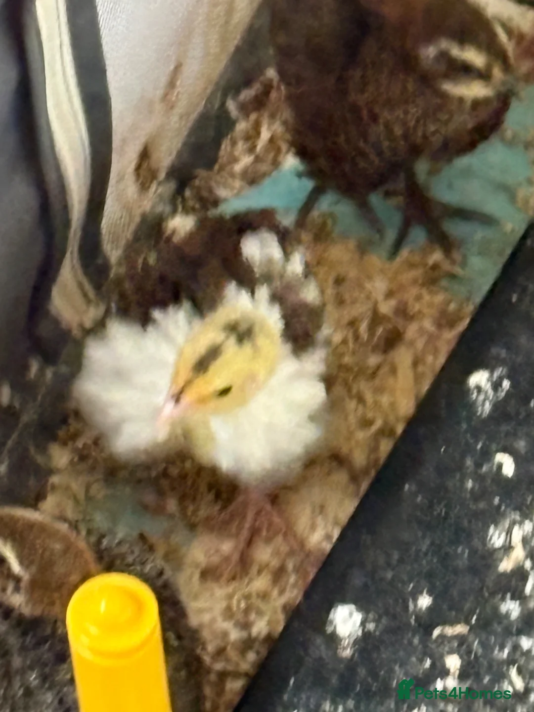Quail poultry for sale: Lovely coturnix quail  2 weeks old lovely  colours - Advert 2