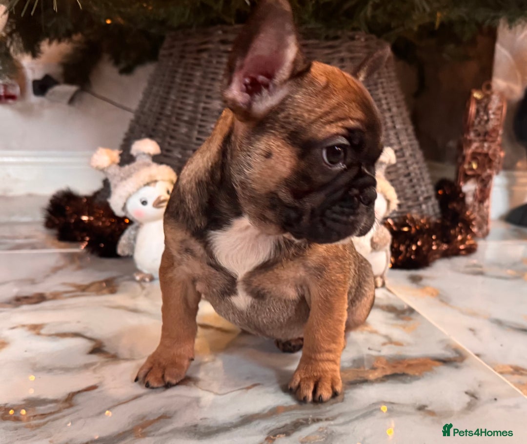 French Bulldog dogs for sale: Champion Sired last female Fawn French bulldog - Advert 30