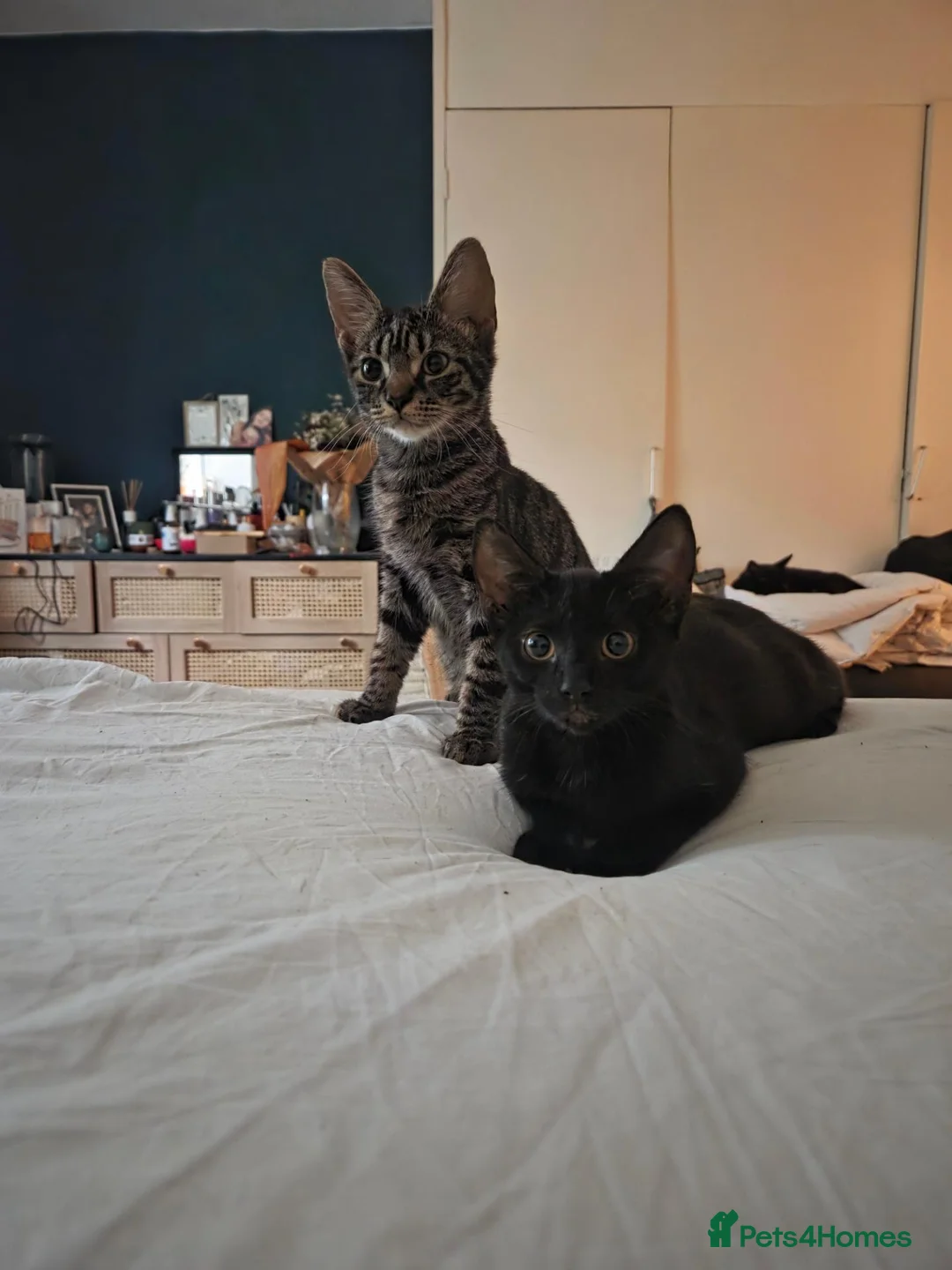 Mixed Breed cats for sale: 2 Female Kittens for sale - Advert 1