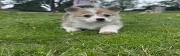 Welsh Corgi Pembroke dogs for sale: Pedigree Pembrokeshire Welsh Corgi Puppies - Advert 6