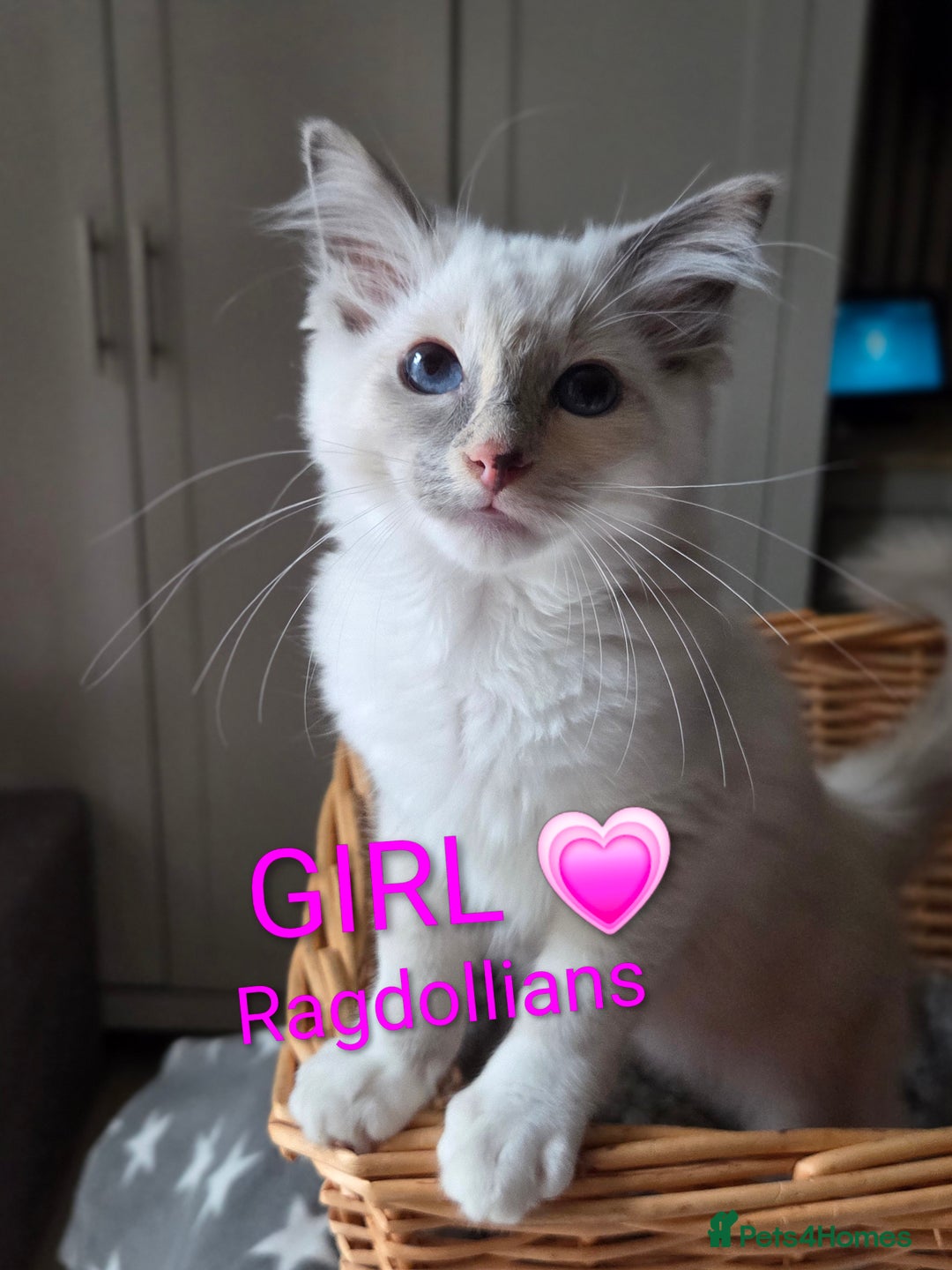 Ragdoll cats for sale: GCCF RAGDOLLS INTERVIWING NOW!! - Image 10