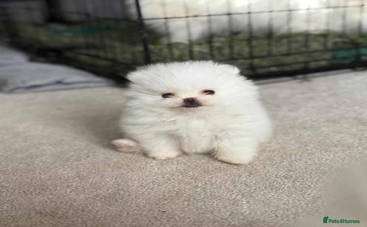 Pomeranian dogs - Advert 2