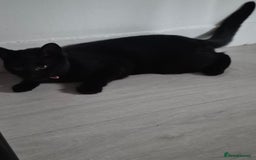 Mixed Breed cats for sale: Kittens - Image 2