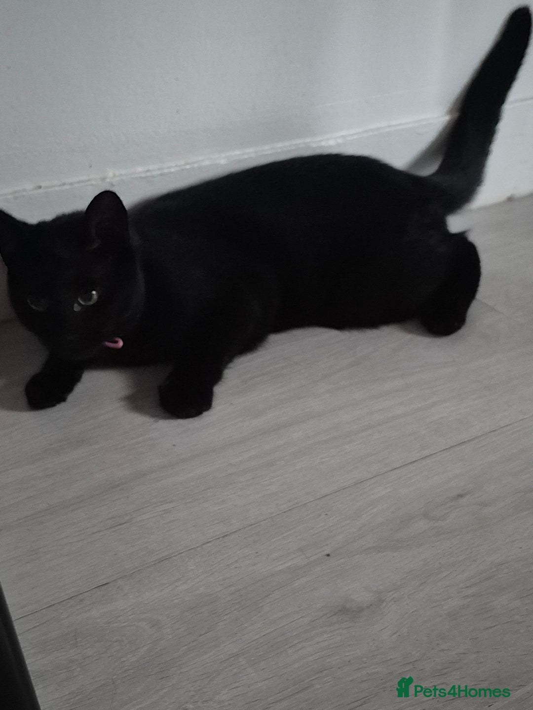 Mixed Breed cats for sale: Kittens - Image 2