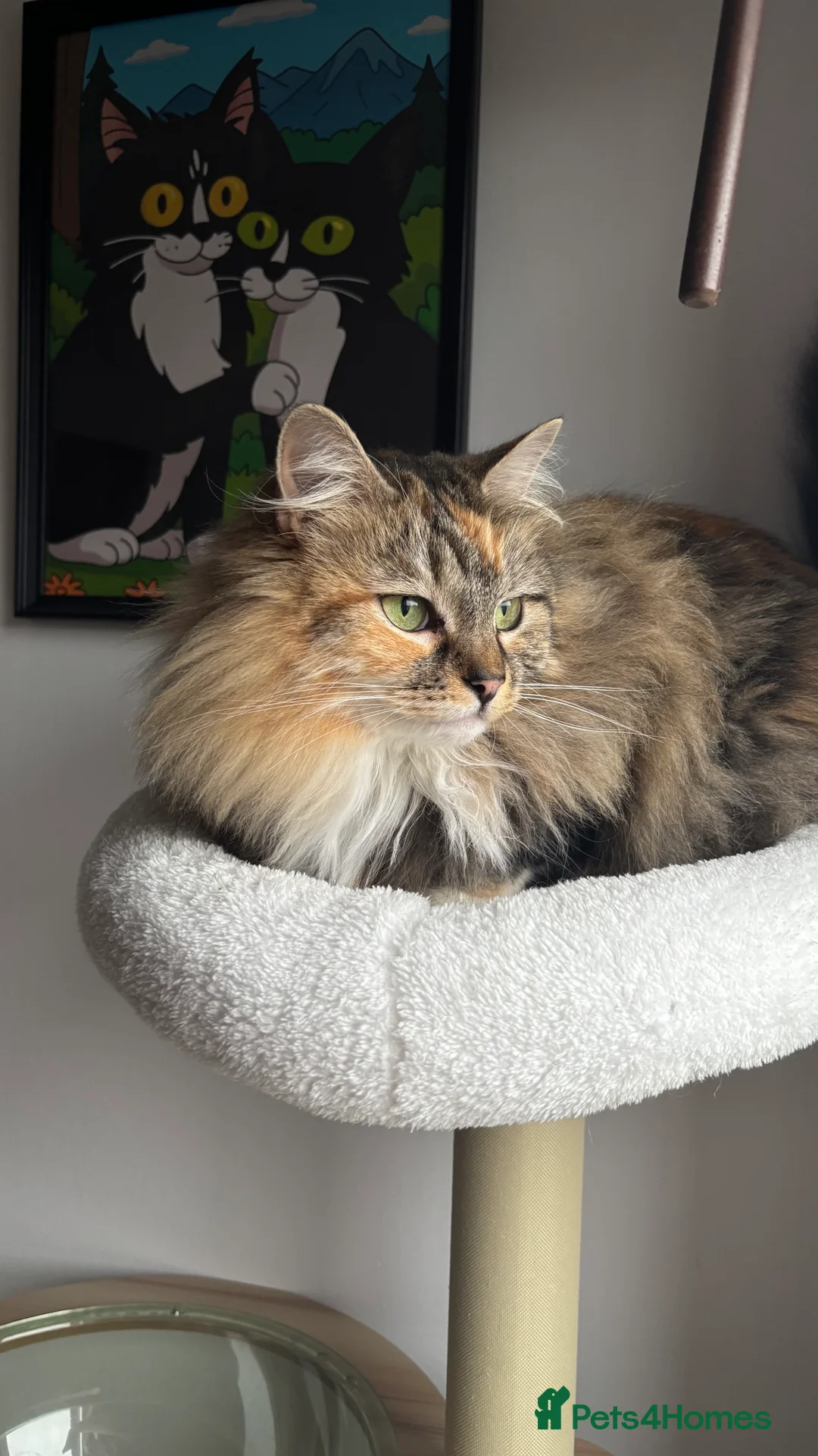 Mixed Breed cats for sale: Beautiful 3 year old long hair girl - Advert 5