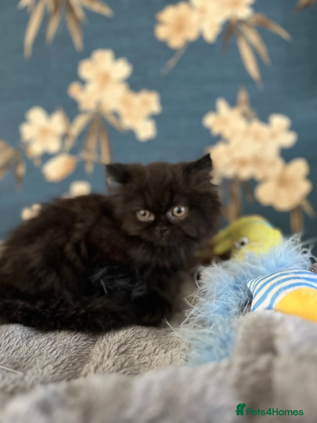 Persian cats for sale: Female Persian 1 year old in Aylesbury - Advert 5