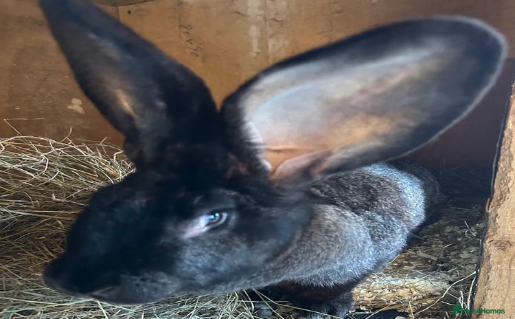 Continental Giant rabbits - Advert 1