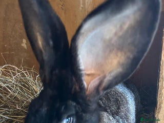 Continental Giant rabbits - Advert 2