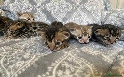Bengal cats for sale: STUNNING TICA reg Bengal kittens ready to reserve - Image 1