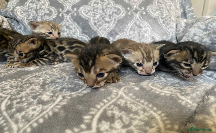 Bengal cats - Advert 5