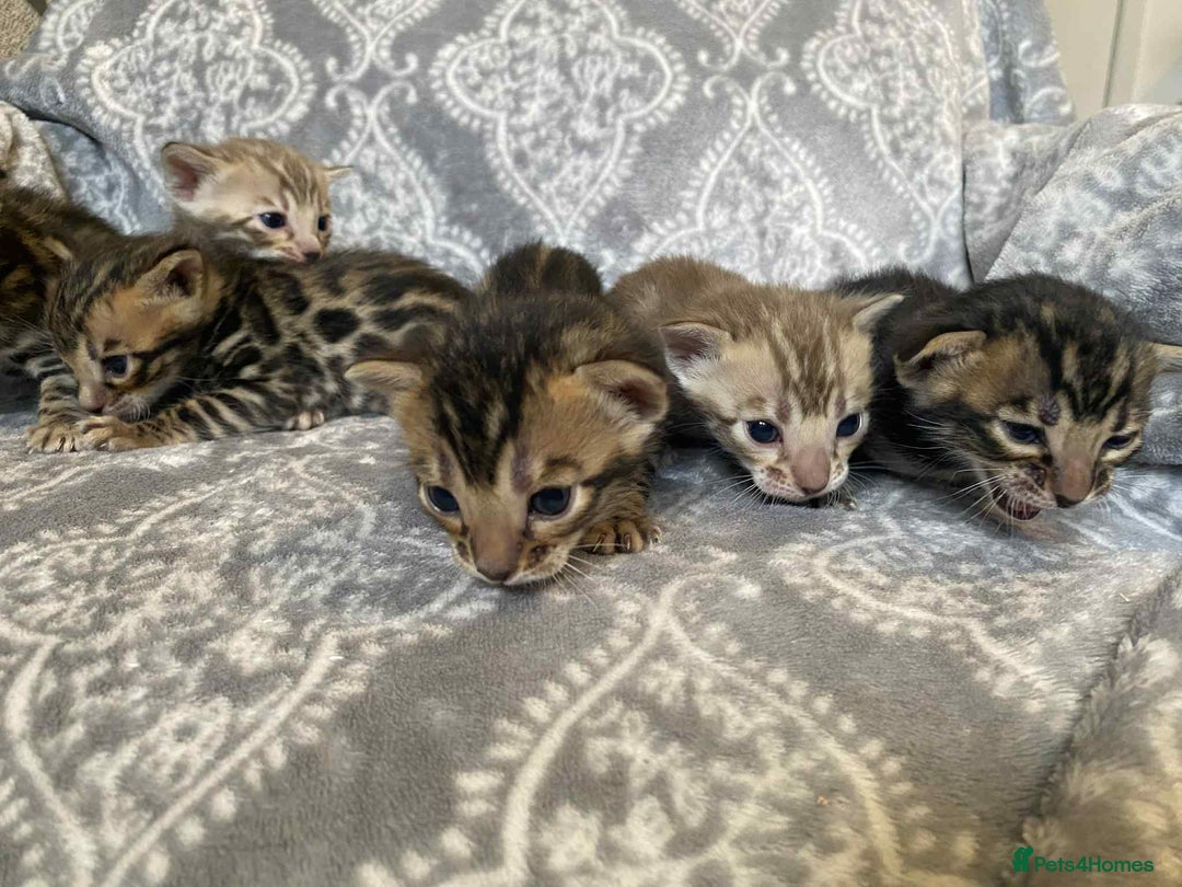 Bengal cats for sale: STUNNING TICA reg Bengal kittens ready to reserve - Image 1