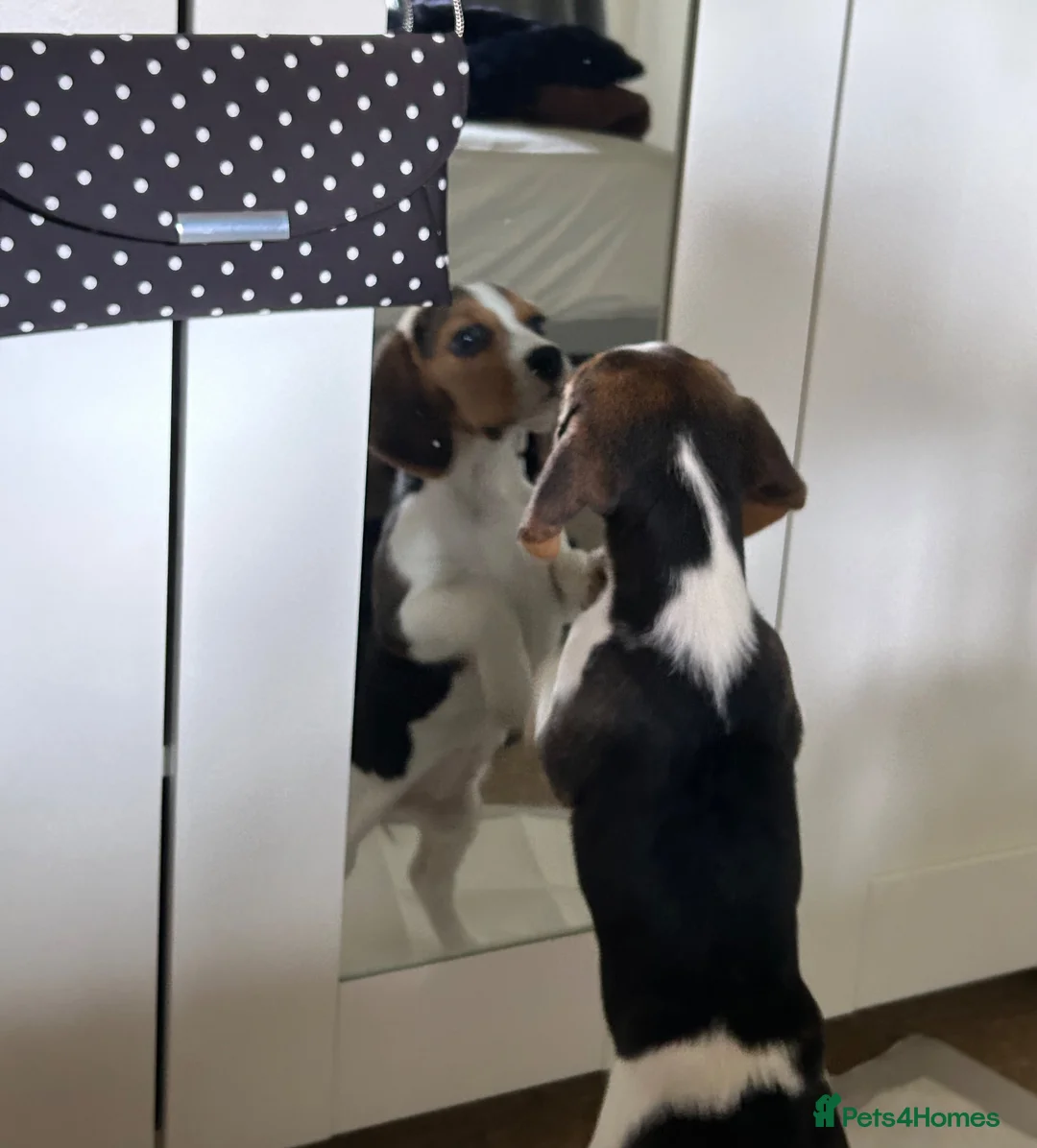 Beagle dogs for sale: Beautiful Beagle - Advert 2
