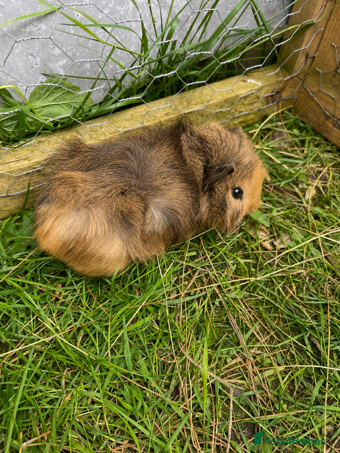 Guinea Pig rodents Baby guinea pigs for sale - Advert 3