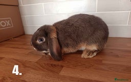 Mini Lop rabbits for sale: Mini Lop x French Lop Bunnies - Image 7