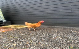 Chickens poultry for sale: Mixed breed chickens  - Image 4