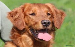Golden Retriever dogs for sale: Dual purpose golden puppys - Advert 6