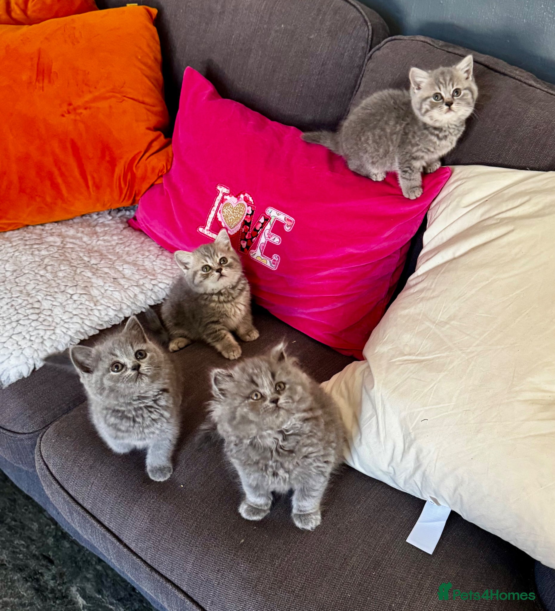 British Shorthair cats for sale: 4 beautiful British shorthair/longhair blue  - Advert 1