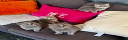 British Shorthair cats for sale: 4 beautiful British shorthair/longhair blue  - Advert 1