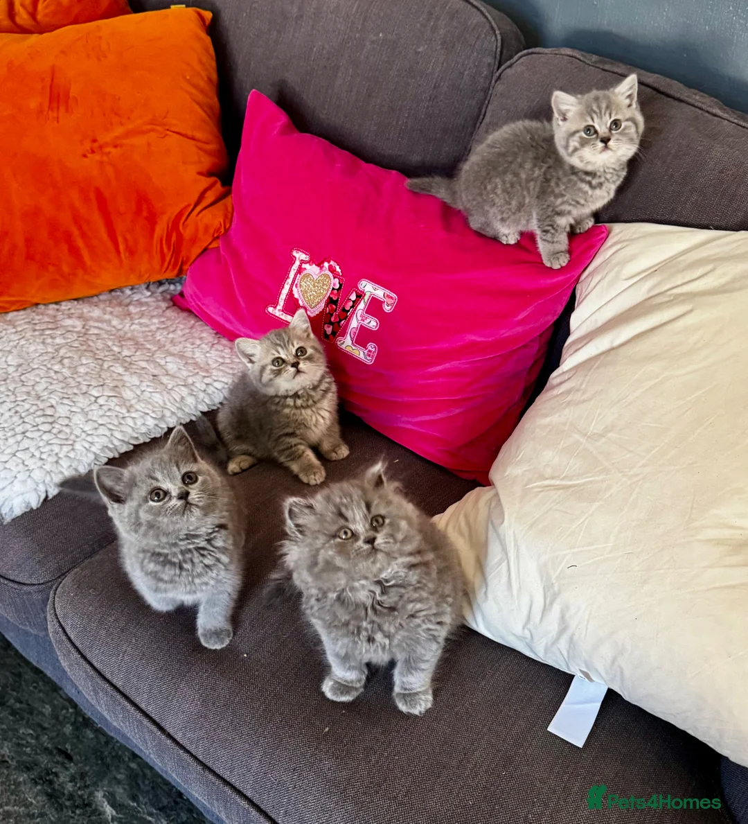 British Shorthair cats for sale: 4 beautiful British shorthair/longhair blue  - Advert 1