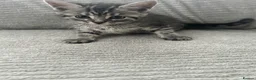 Maine Coon cats for sale: Kittens Looking for Their Forever Homes 🐾 - Advert 25
