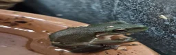 Frog reptiles for sale: Various frog species - Advert 6