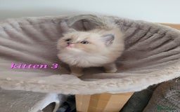 Ragdoll cats for sale: 5 Ragdoll kittens for sale Ready soon - Image 2