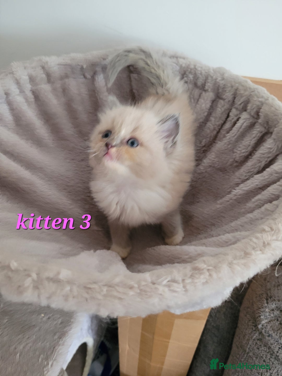 Ragdoll cats for sale: 5 Ragdoll kittens for sale Ready soon - Image 2