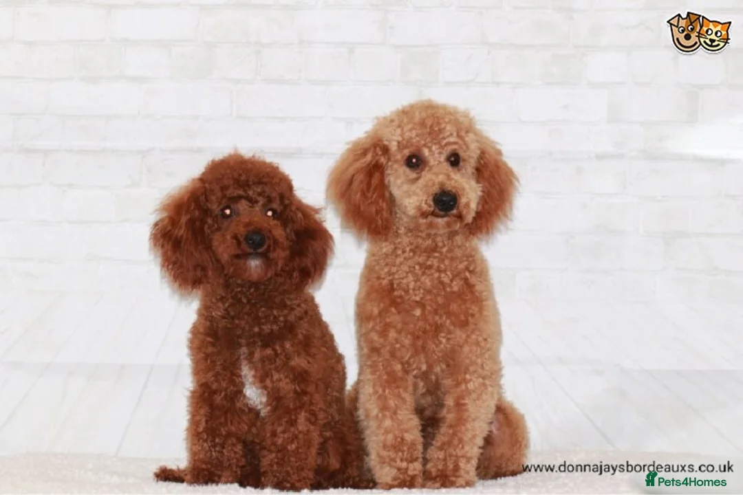 Maltese dogs for stud: Donnajays 5* PROVEN, HEALTH TESTED & PROFESSIONAL in Stafford - Advert 3