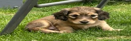 Miniature Dachshund dogs for sale: Mini Long Haired Daschund 2 girls left - Advert 16