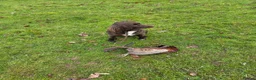 Sprocker dogs for sale: Working sprocker spaniels - Advert 17