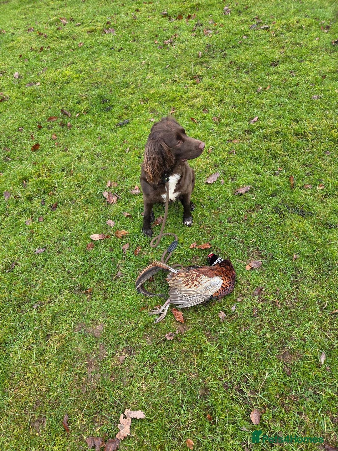Sprocker dogs for sale: Working sprocker spaniels - Advert 17