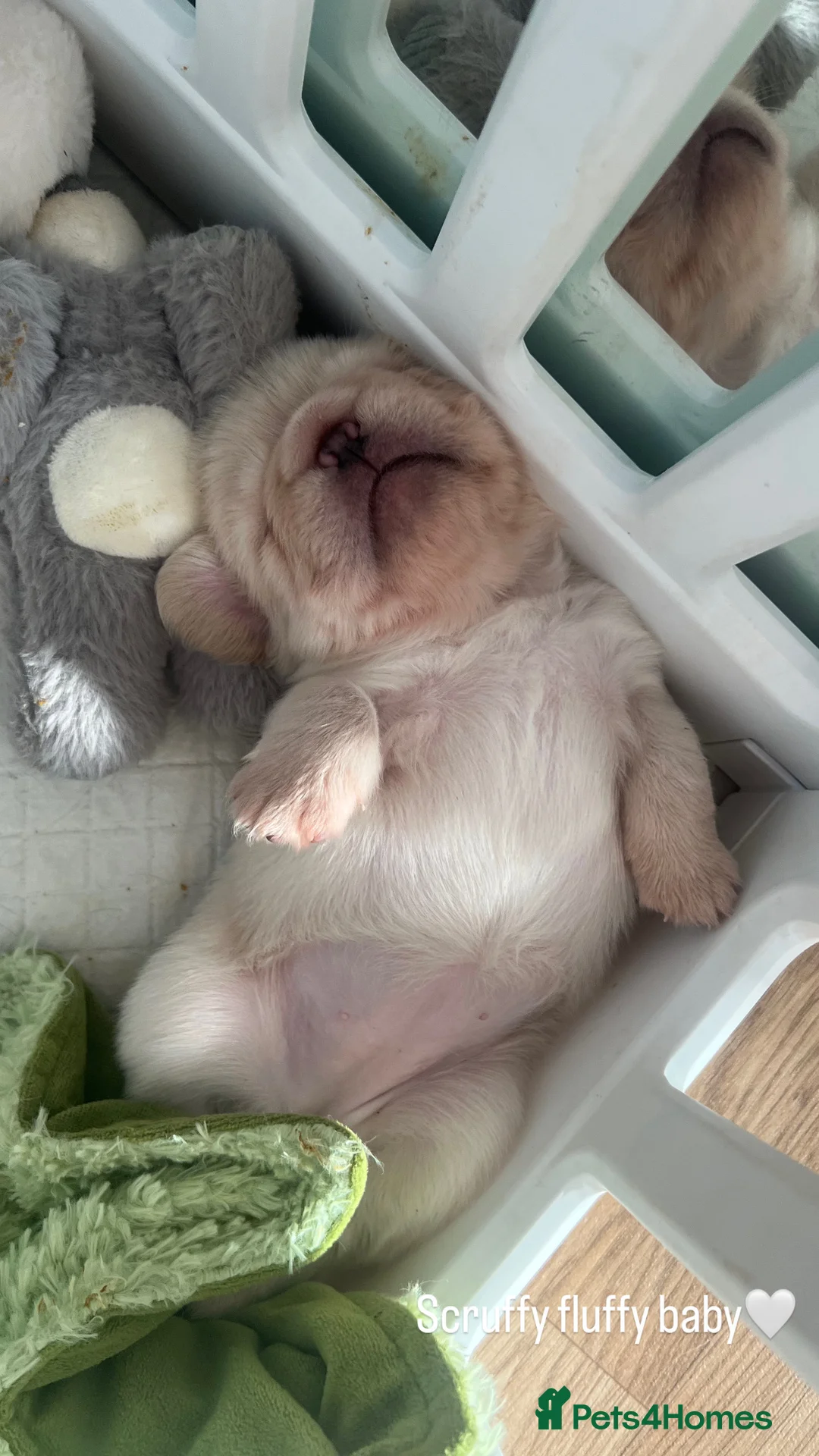 French Bulldog dogs for sale: Floodle pups  in Basildon - Advert 14