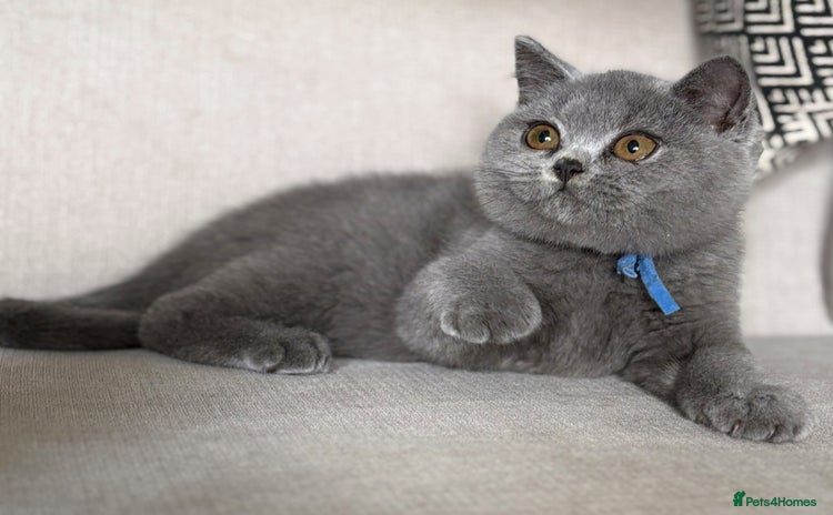 British Shorthair cats - Advert 4