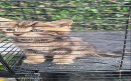 Bengal cats for sale: Manecoon x bengal kittens mink & grey  - Image 1