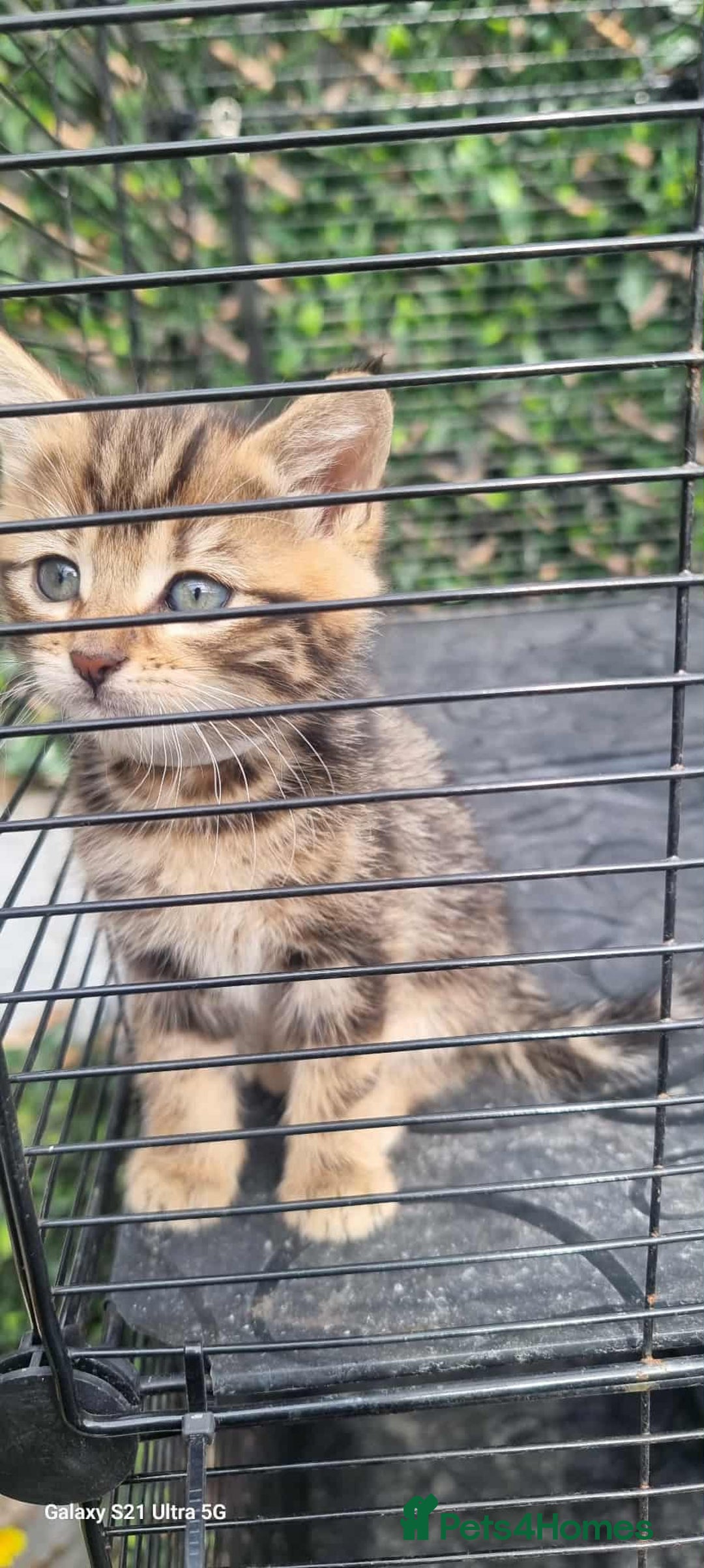 Bengal cats for sale: Manecoon x bengal kittens mink & grey  - Image 1